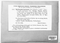 Image of Hamatocanthoscypha laricionis